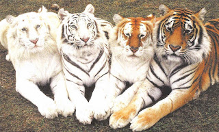 Four tiger wallpaper hd