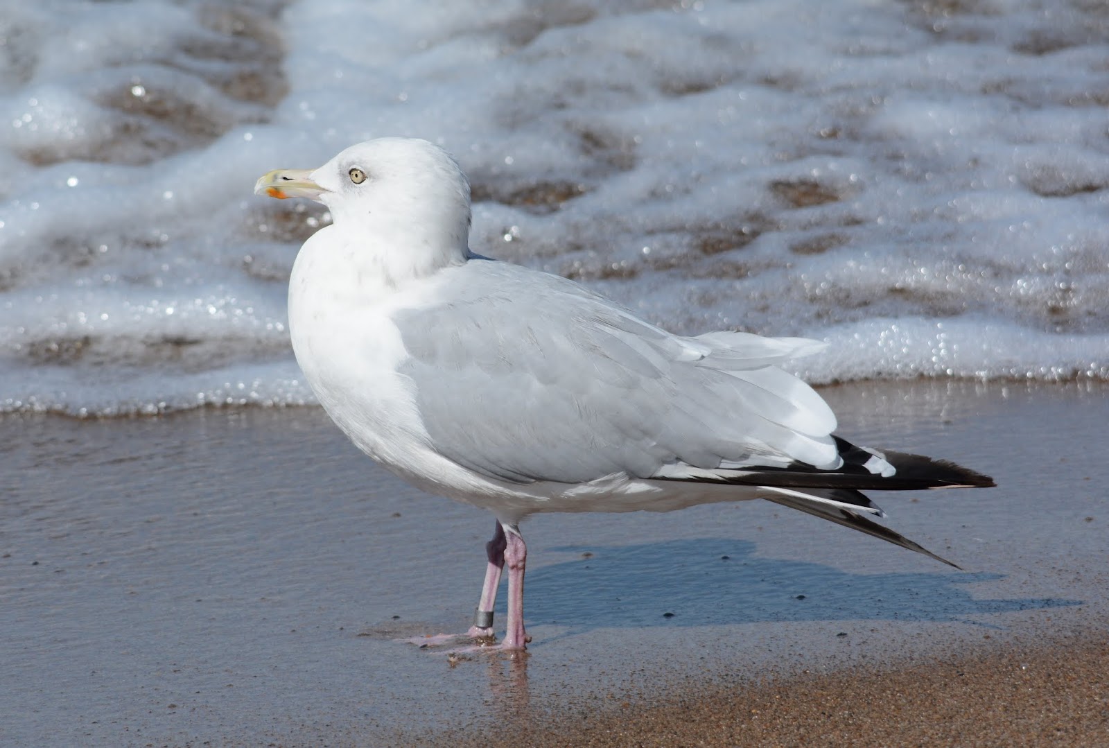 Anything Larus Banded Herring Gull 29 Years Old