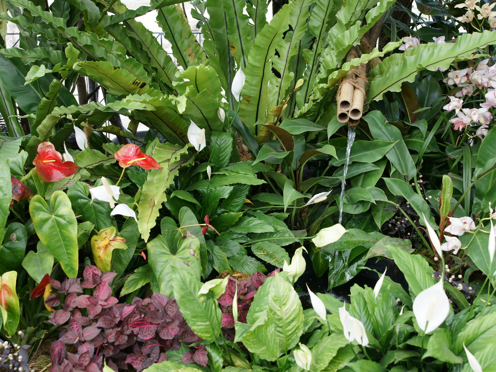 plantas jardim tropical: : plantas, flores e jardinagem : Plantas para um jardim tropical plantas jardim tropical: : plantas, flores e jardinagem : Plantas para um jardim tropical