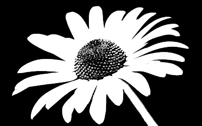 Black and white daisy