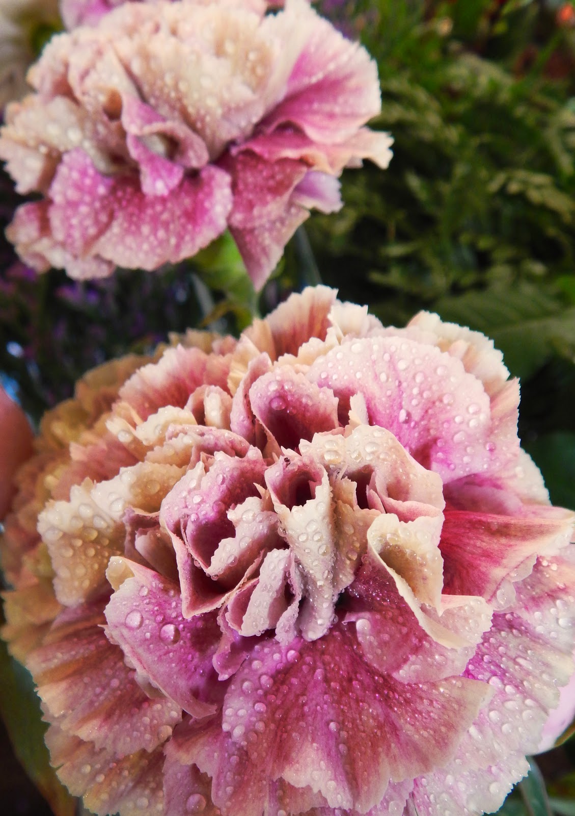 Ellen Giggenbach Flowers glorious Flowers!