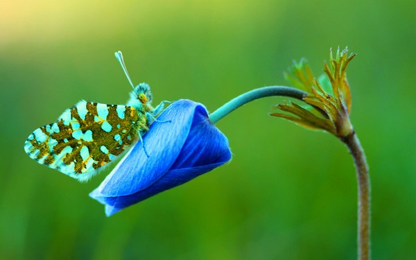 Colorful Butterfly HD Images Widescreen 1080p