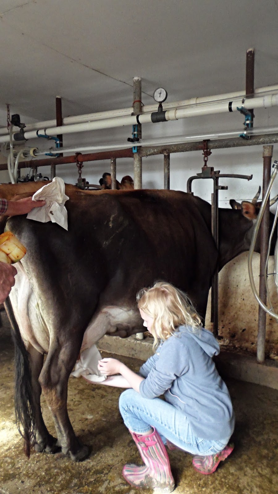 The Midlife Farmwife Raw Milk Monday...Milking our Pigs