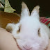 Meet my baby rabbit
