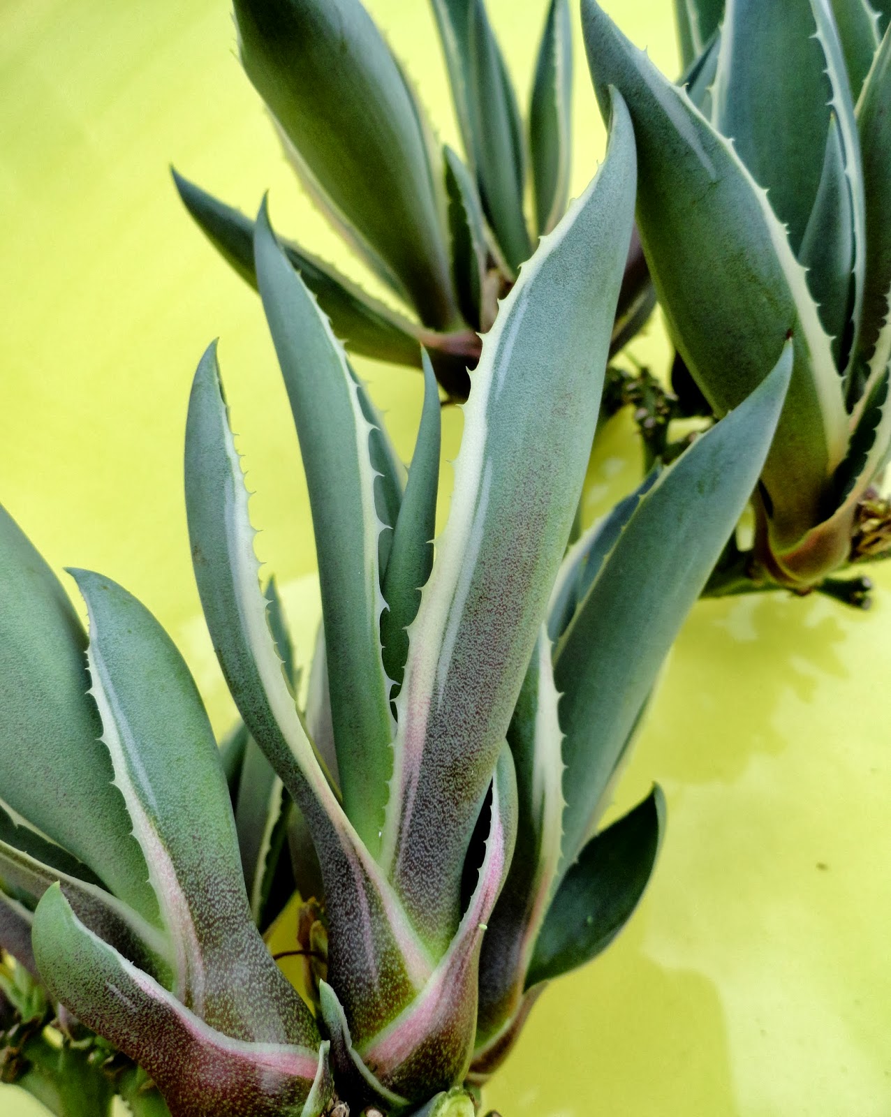 danger garden Bring me a pup! I jokingly said to my brother when