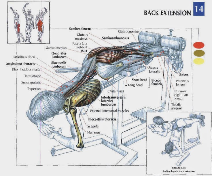 best back exercises for mass-how to do it ~ best body