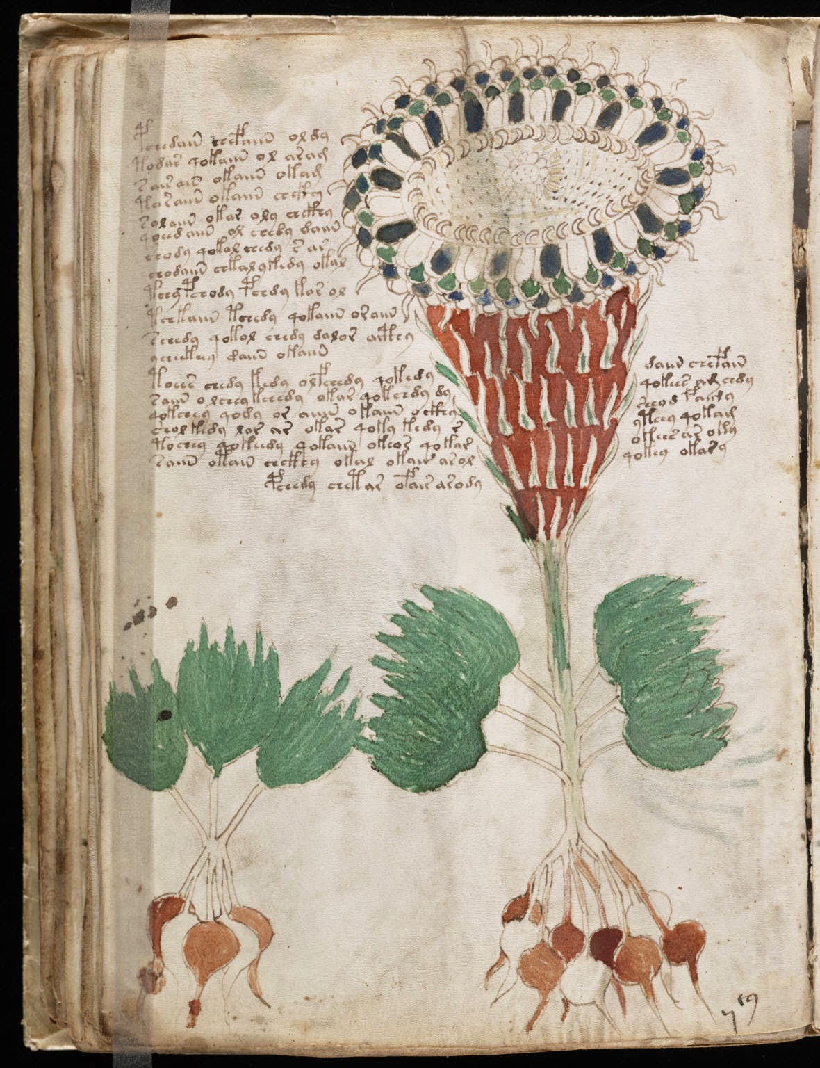 voynich manuscript translation 2019 voynich manuscript translation 2019