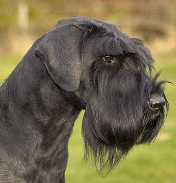 Are Giant Schnauzers Good Guard Dogs Are Giant Schnauzers Good Guard Dogs