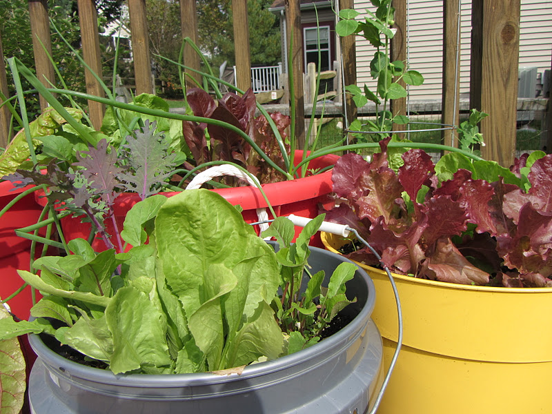 The Rusted Vegetable Garden