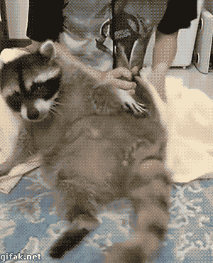 Funny animal gifs - part 177, funny gif, funny animal, raccoon relaxing