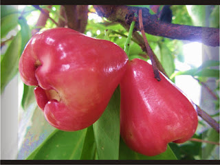 Jambu Air