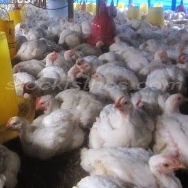 Cara Beternak Ayam Dengan Pola HCS
