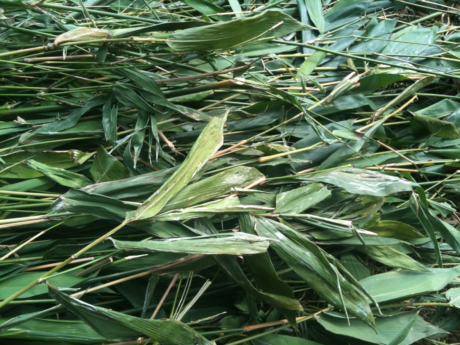 Soul Flower Farm Bamboo Alternative Source of Livestock Feed