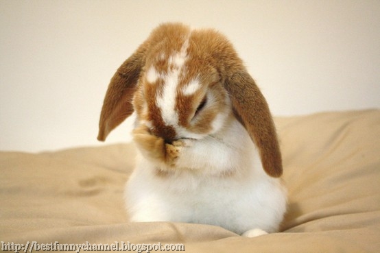 http://4.bp.blogspot.com/-WaucCAe14bM/UJXFlr3B6FI/AAAAAAAAEIg/oPSLQCYZXtM/s1600/457..jpg