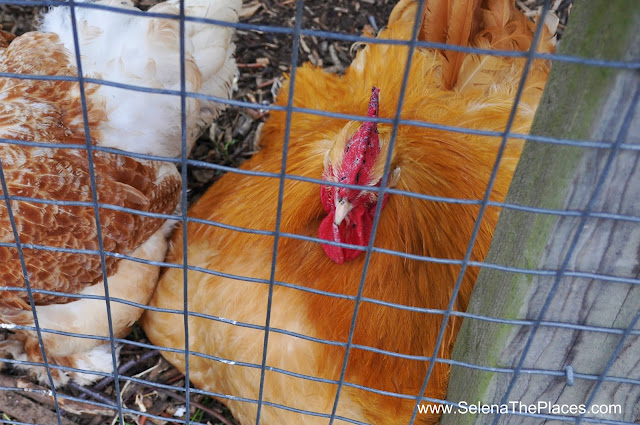 Chickens at Mudchute Farm London