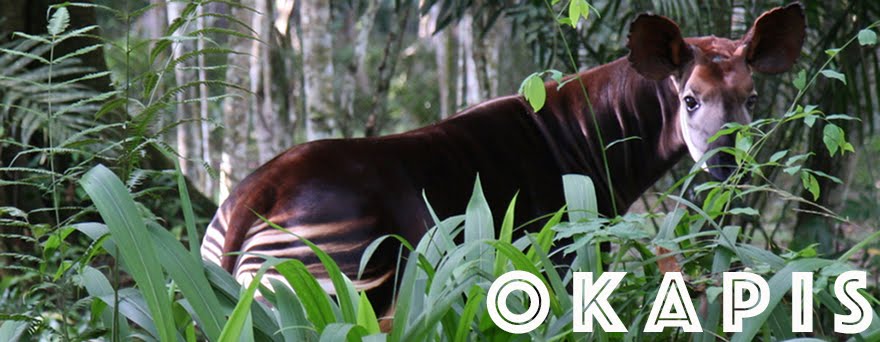 Fun And Amazing Okapis