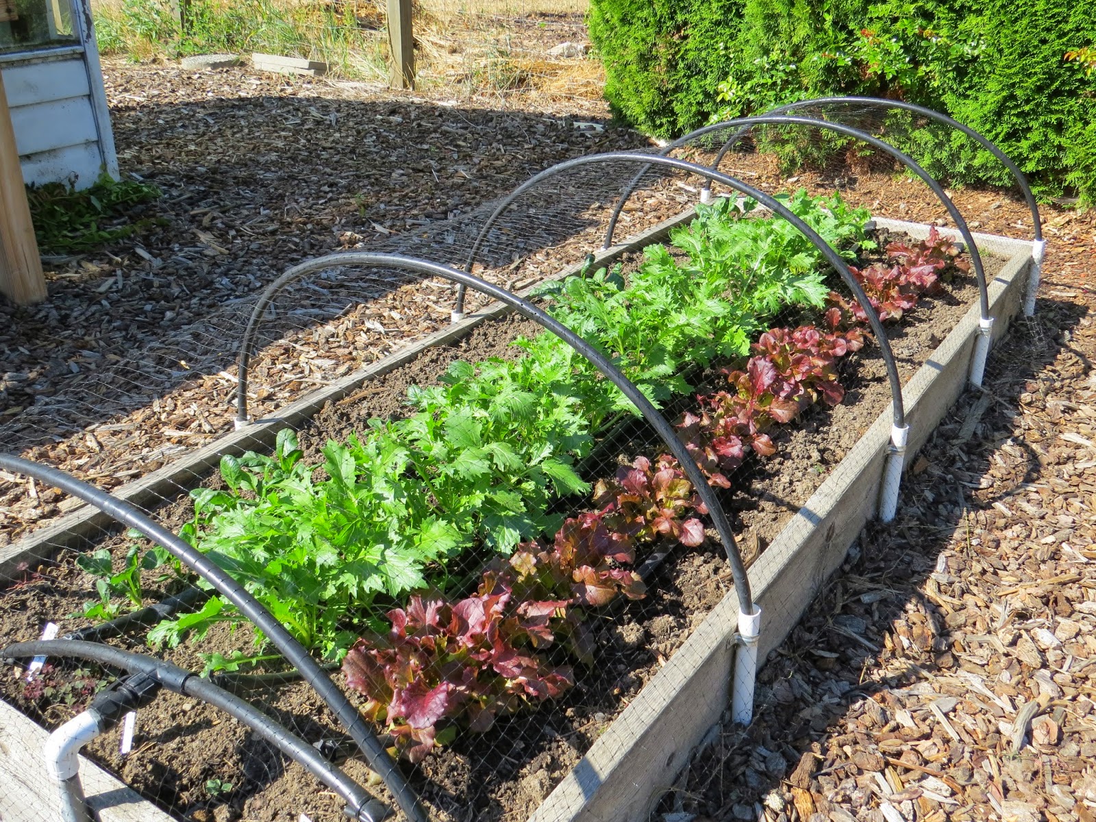 Fall/winter garden gets underway! - Susan's in the Garden