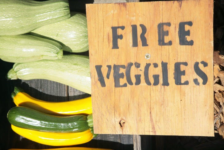 There was so much yield, the guy had to give away some of his vegetables. - He Started With Some Boxes, 60 Days Later, The Neighbors Could Not Believe What He Built There was so much yield, the guy had to give away some of his vegetables. - He Started With Some Boxes, 60 Days Later, The Neighbors Could Not Believe What He Built