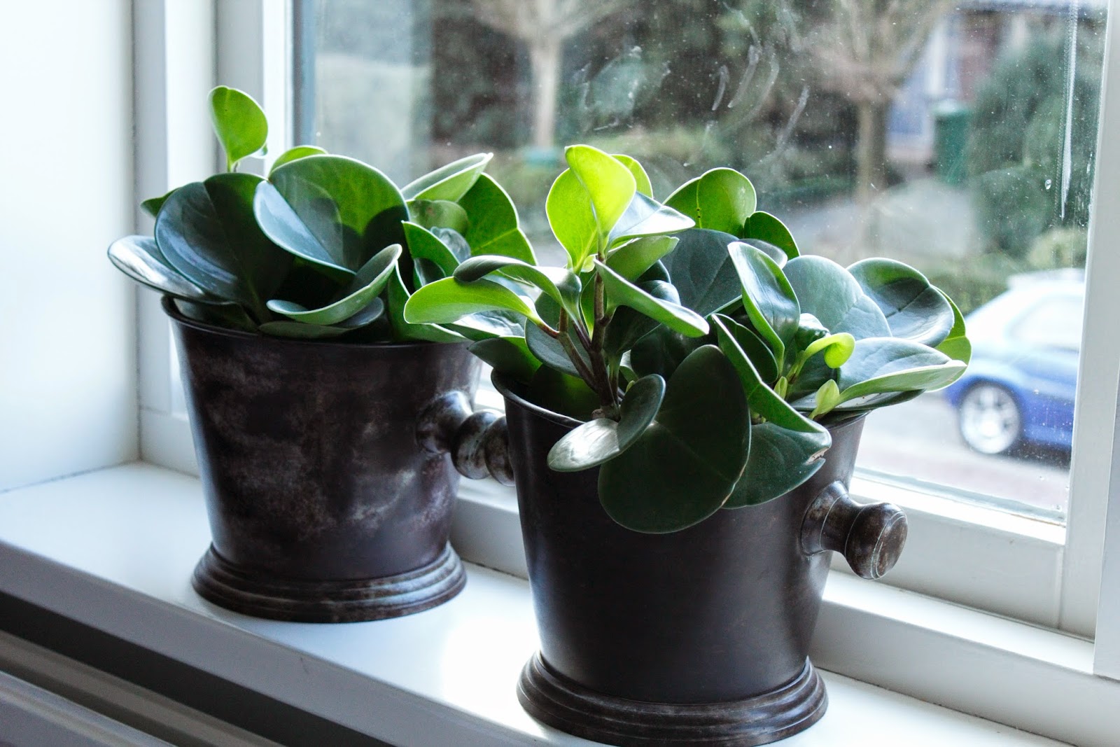 Lila ledikant: groen in huis