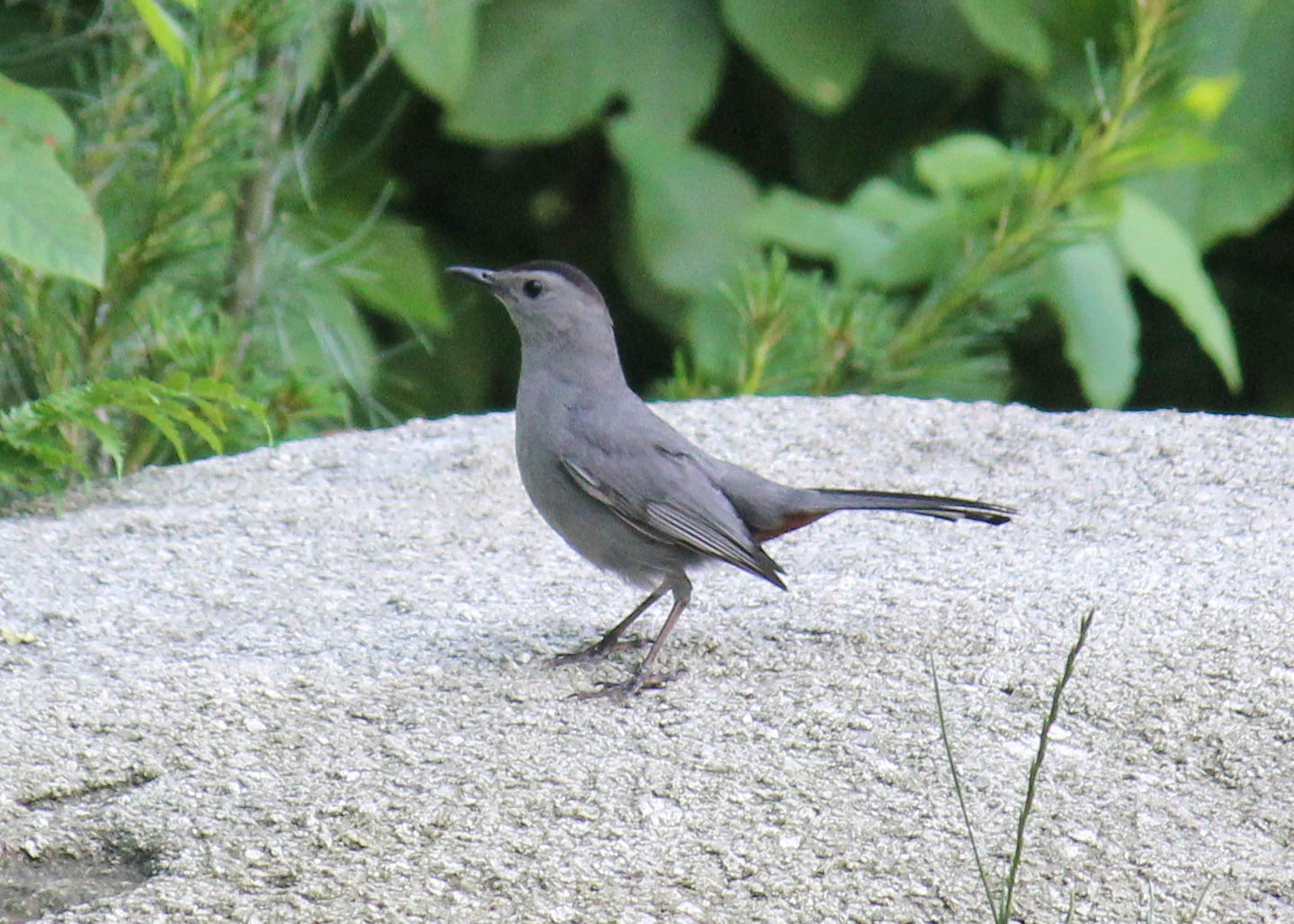 Red House Garden The Gray Catbird