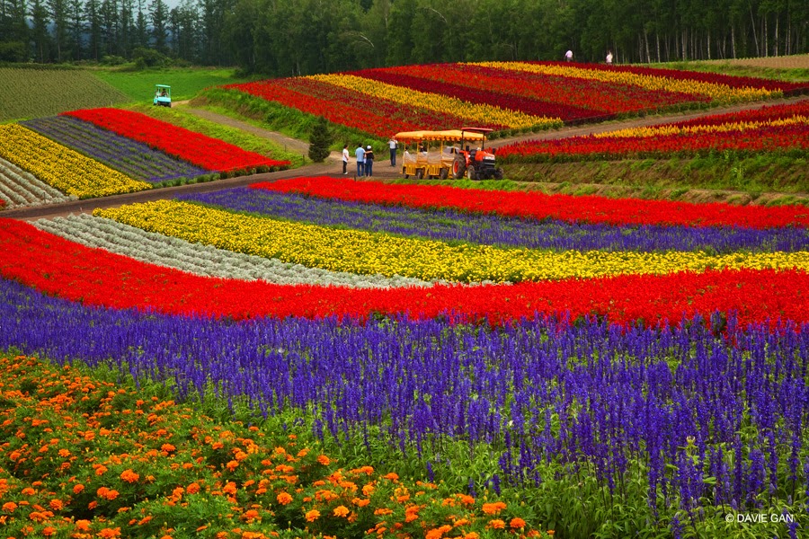 Nakafurano Hokkaido Japan Explore World Wonders Amazing World