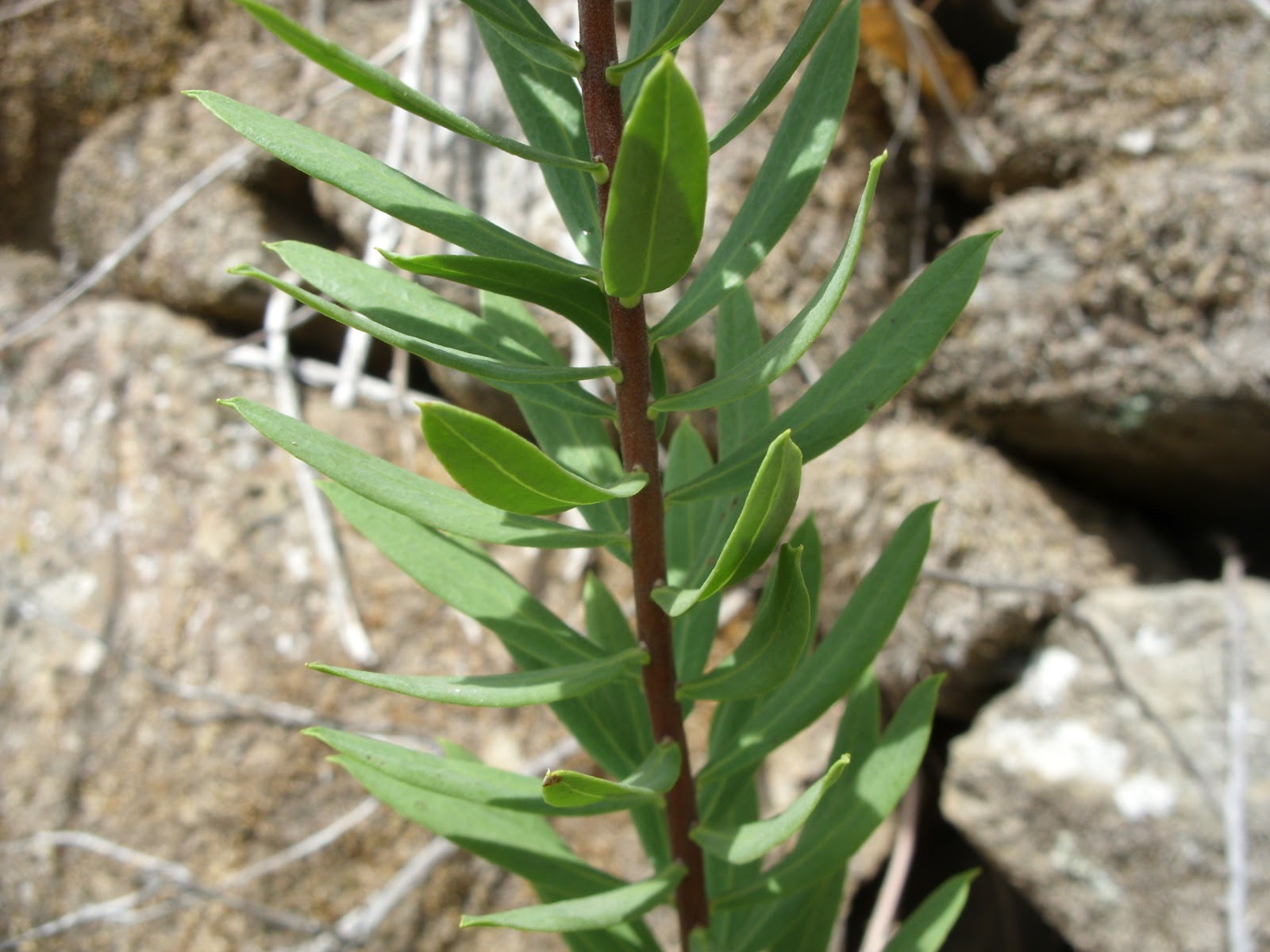 jardim plantas nativas:Jardim Autóctone: Trovisco (Daphne gnidium) jardim plantas nativas:Jardim Autóctone: Trovisco (Daphne gnidium)