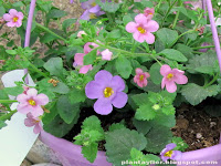 Sutera cordata