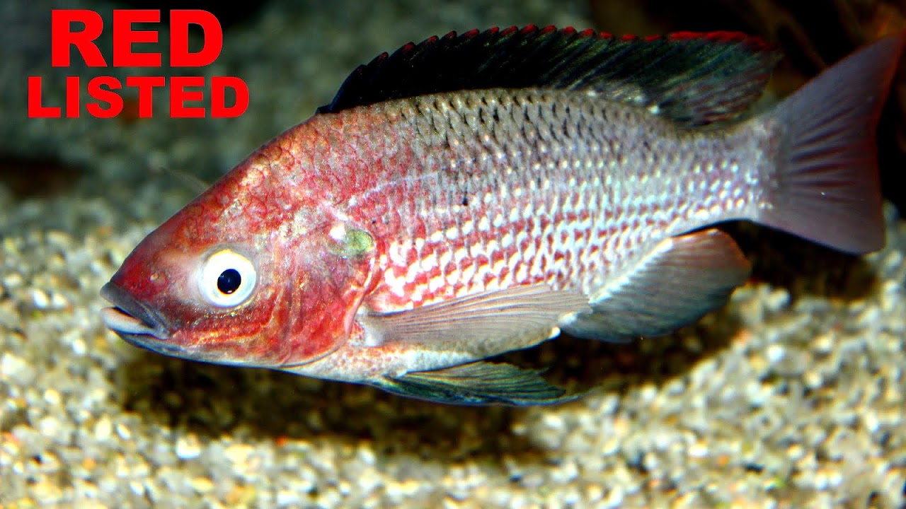 Endangered Freshwater Fish Danger Choices