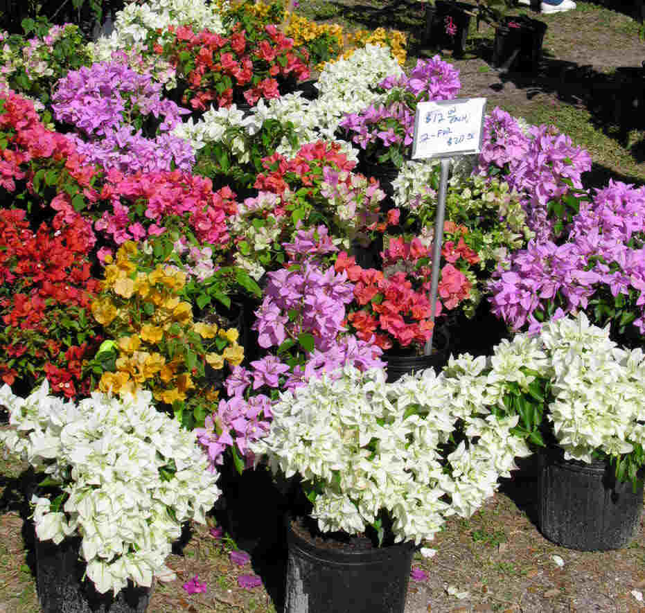 Anisti Ibuno Flowers Bougainvillea Colors