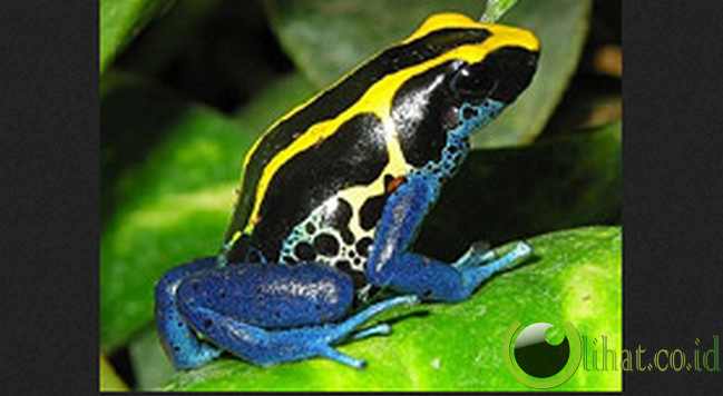 Dendrobates T. Tinctorius