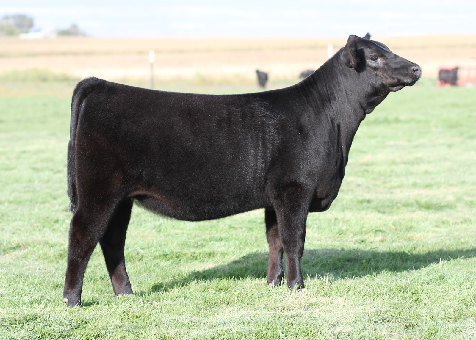 Executive Sires, Inc. Full Sisters to 97,000 Half Interest Heifer For