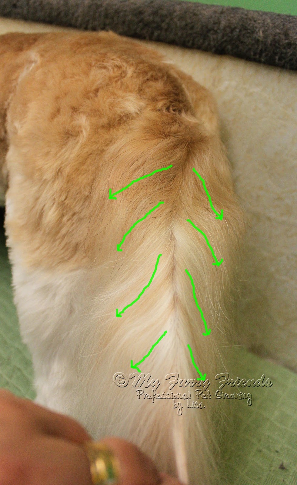 Pet Grooming The Good, The Bad, & The Furry Tails, Tails, and More Tails