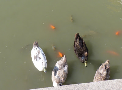 ducks and fish