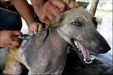 common diseases in stray cats