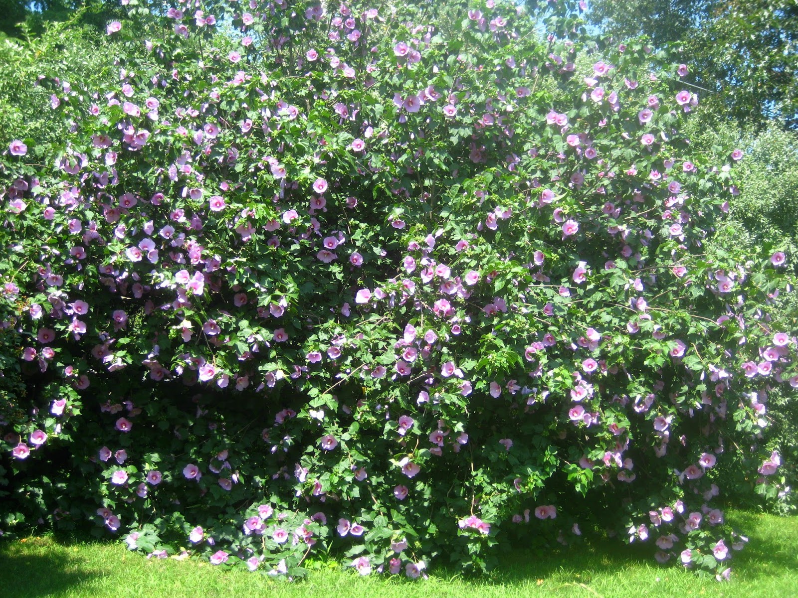Vw Garden Columnar Trees And Shrubs For Privacy