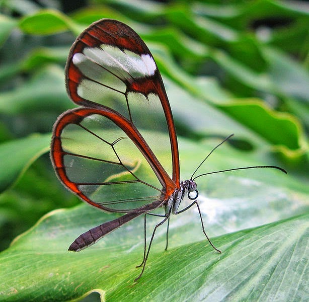 Glasswing Butterfly Greta otto, the butterfly with the transparent wings