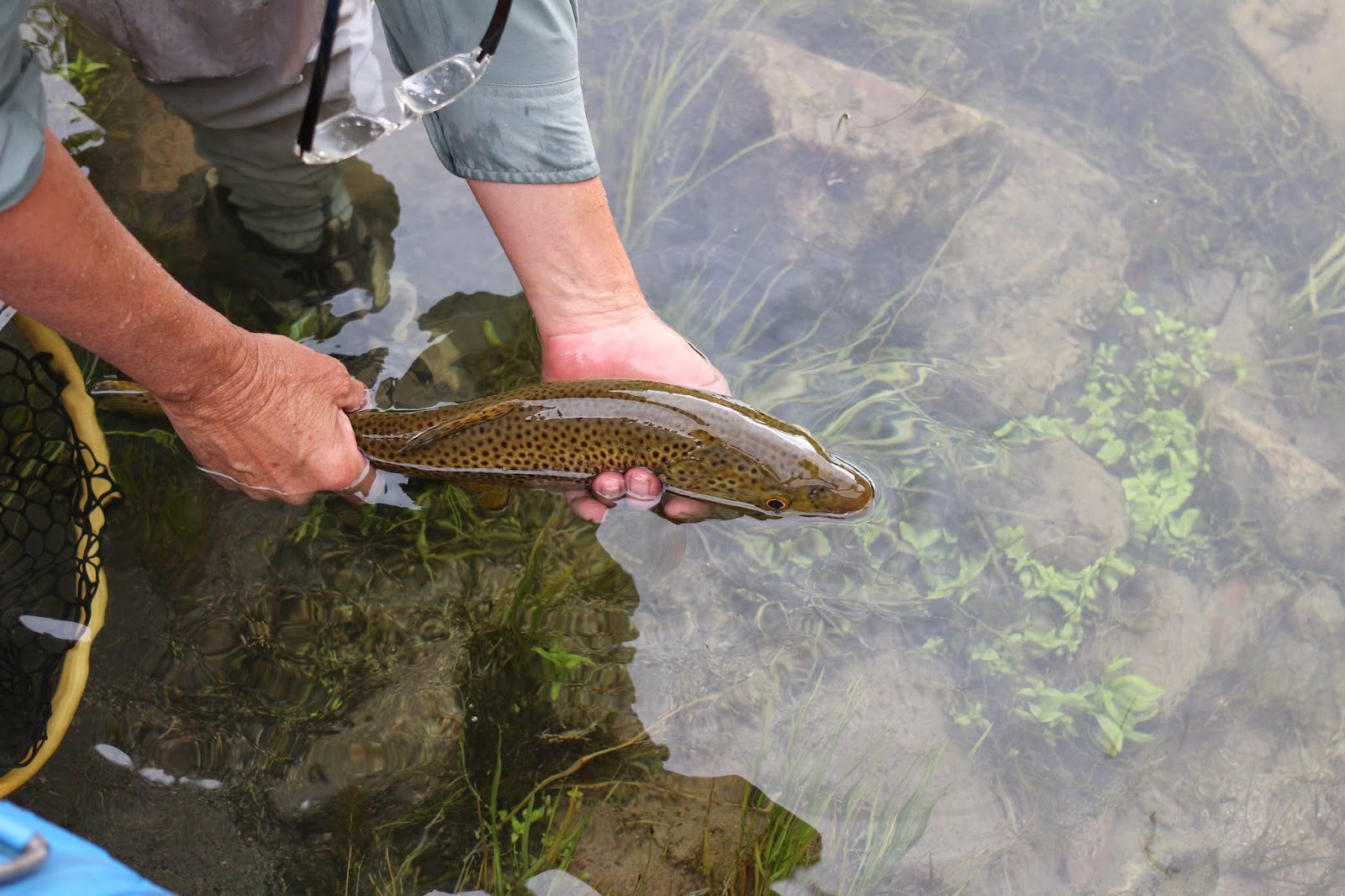 Fly+Fish+the+Green+River+A+section+with+Jay+Scott+Outdoors+during+the+Cicada+Hatch+June+2014+15.JPG