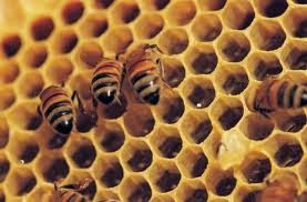 exemple de projet d apiculture pdf