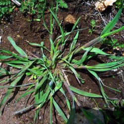 Odlle 2015 Crabgrass In Canada Montreal Laval And Other Burbs Quebec