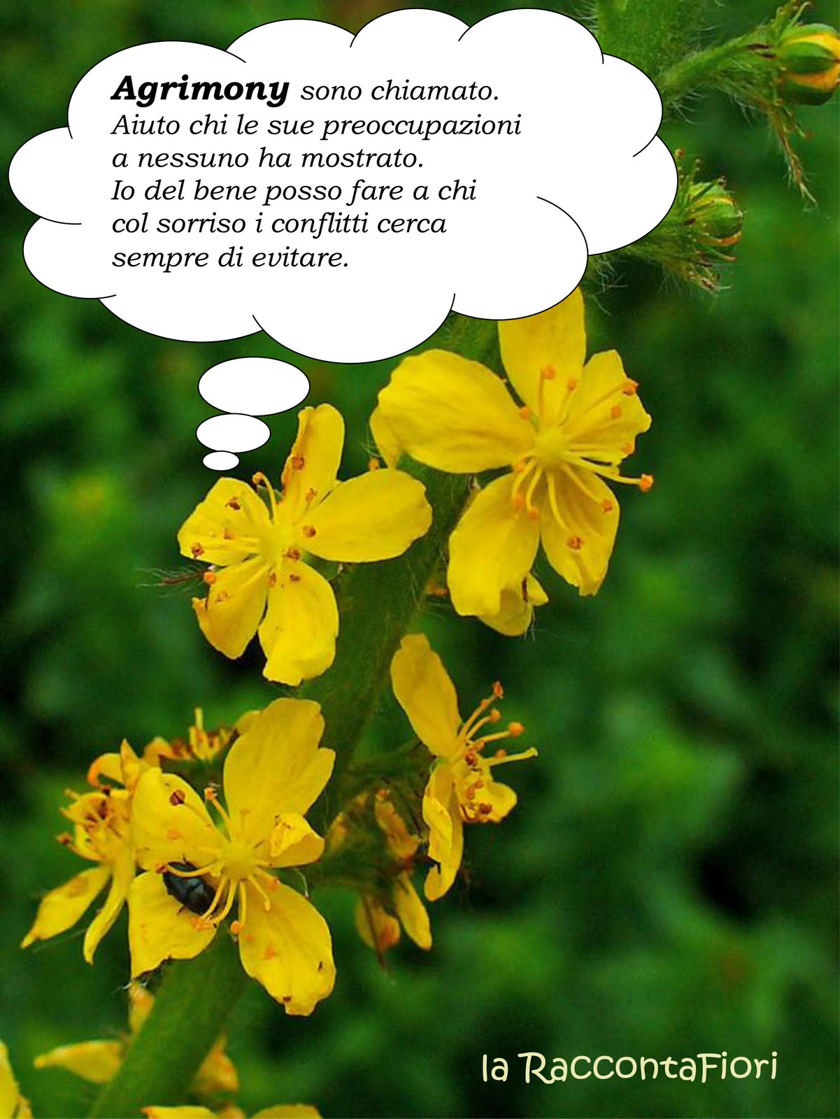 Fiori Di Bach