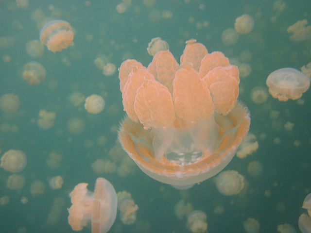 بالصوى بحيرة قناديل البحر .. هجرة الملايين من قناديل البحر الذهبية Jellyfish+lake+palau+17