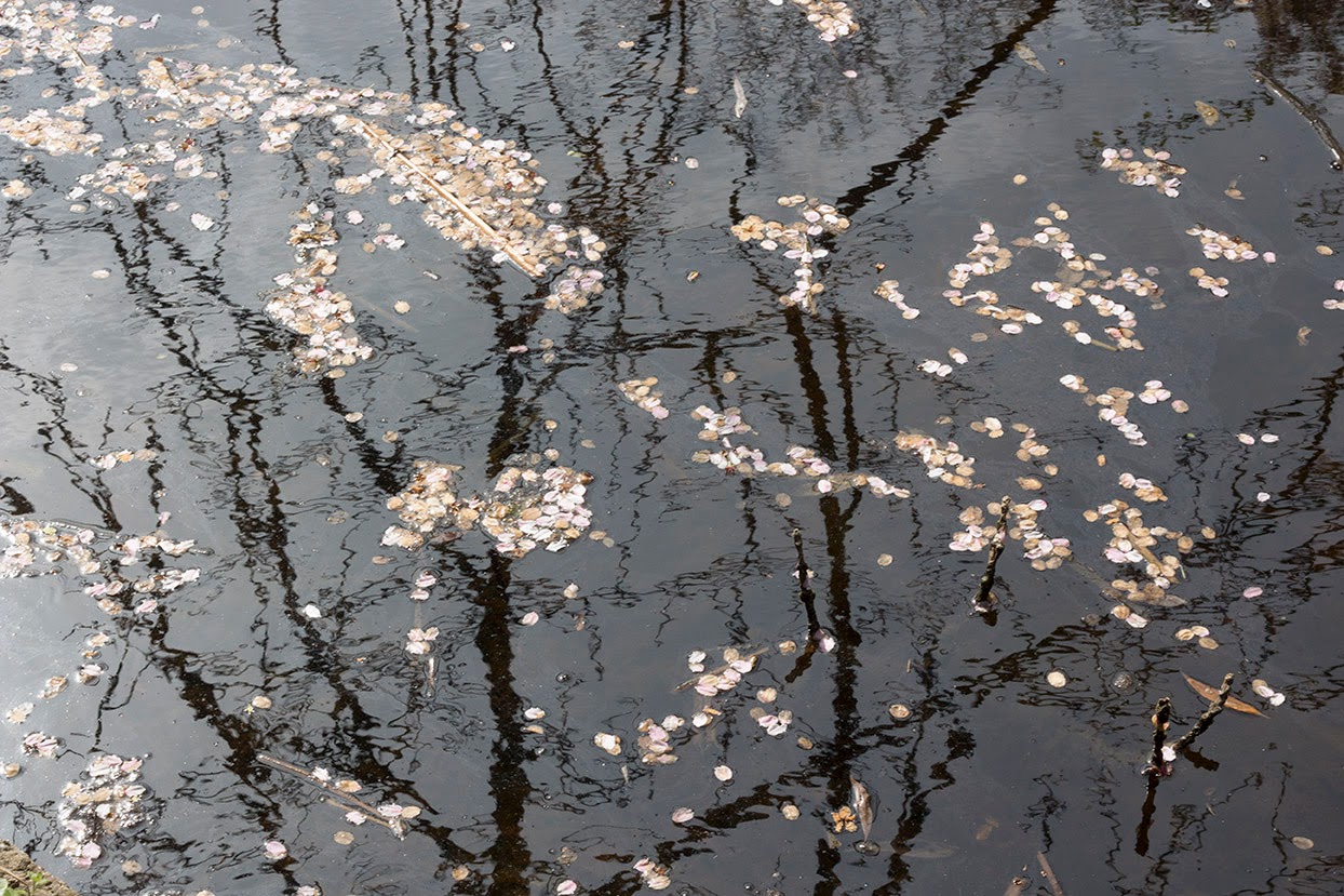 floating petals with reflection