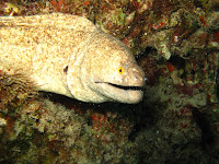 Eels of all kinds like to lurk in the porous volcanic reefs that make up Hawaii diving on Oahu Oauh scub diving with eels