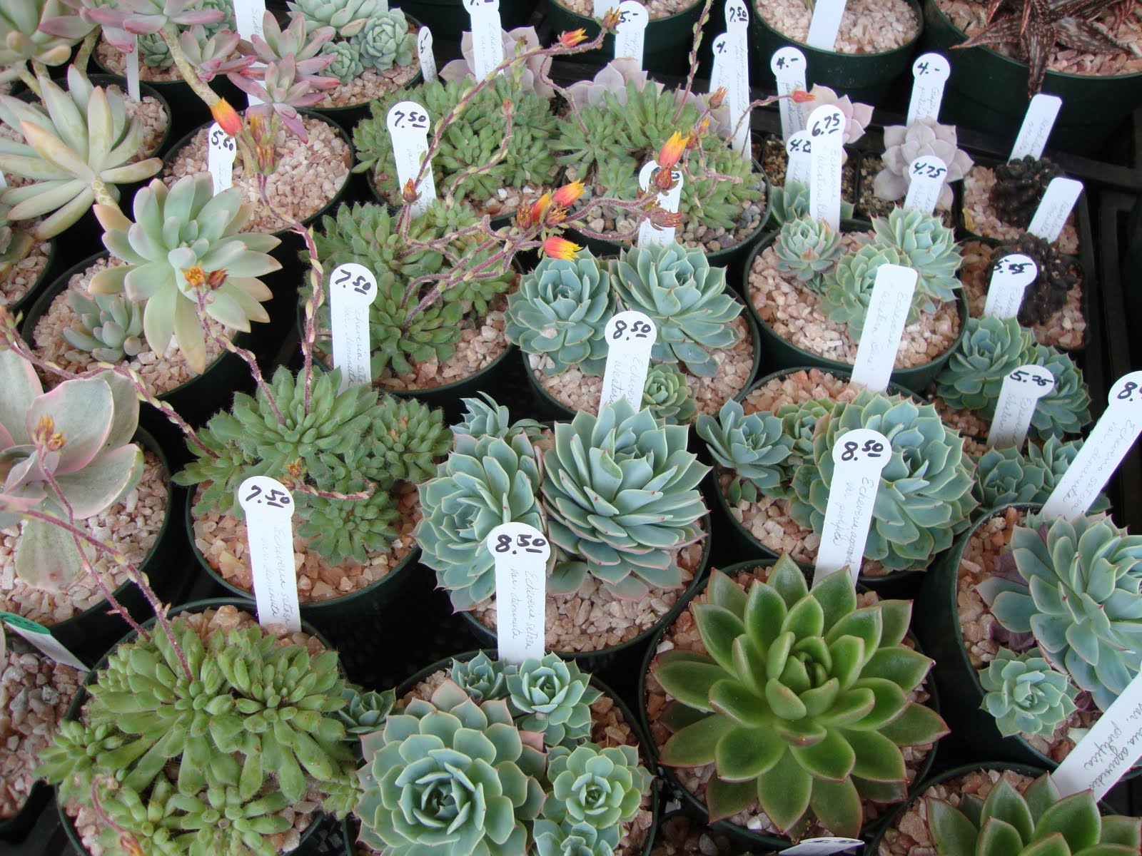 danger garden Oregon Cactus & Succulent Society Show and Sale