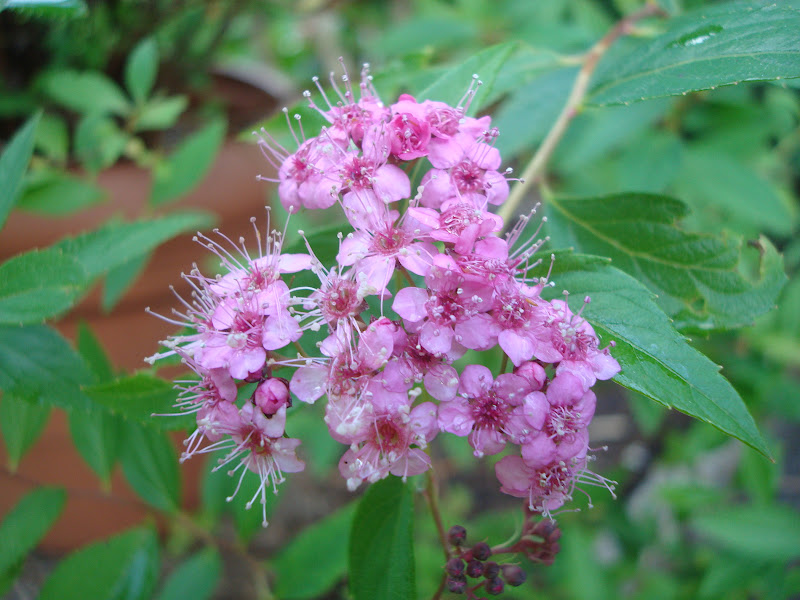 Love, Joy and Peas Pink, Purple and Blue Flowers This Week in My