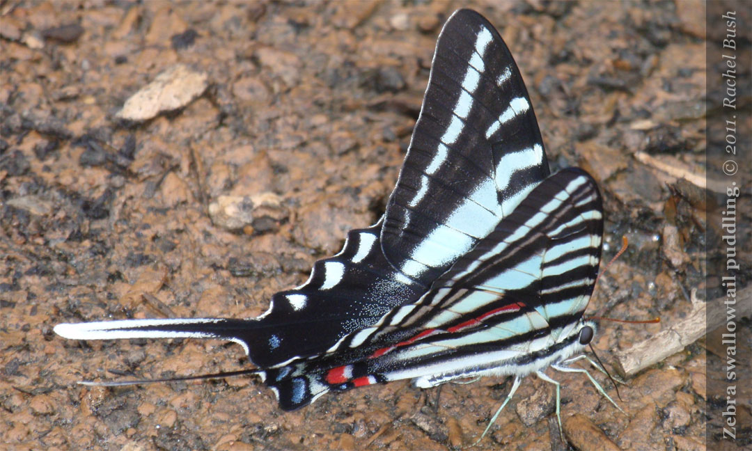 Blue Ridge Discovery Center Blog Connections The Pawpaw Tree And The Zebra Swallowtail Butterfly