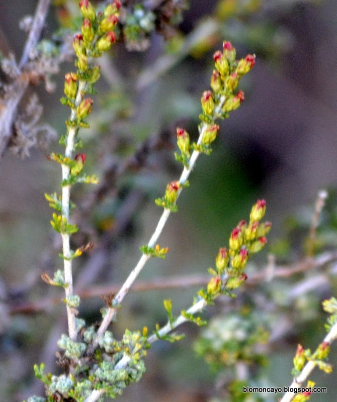 BIOMONCAYO Artemisia cf herbaalba