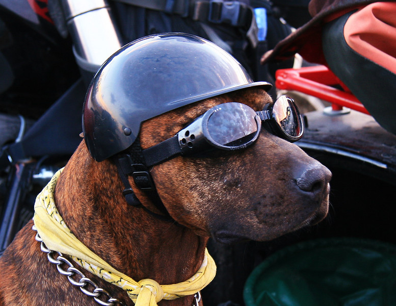 DOG+IN+SIDECAR+SMALL+02.jpg