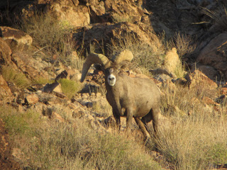 Bob+Rice+AZ+Unit+15D+Desert+Sheep+Hunt+with+Colburn+and+Scott+Outfitters+and+Guide+Russ+Jacoby+2.JPG