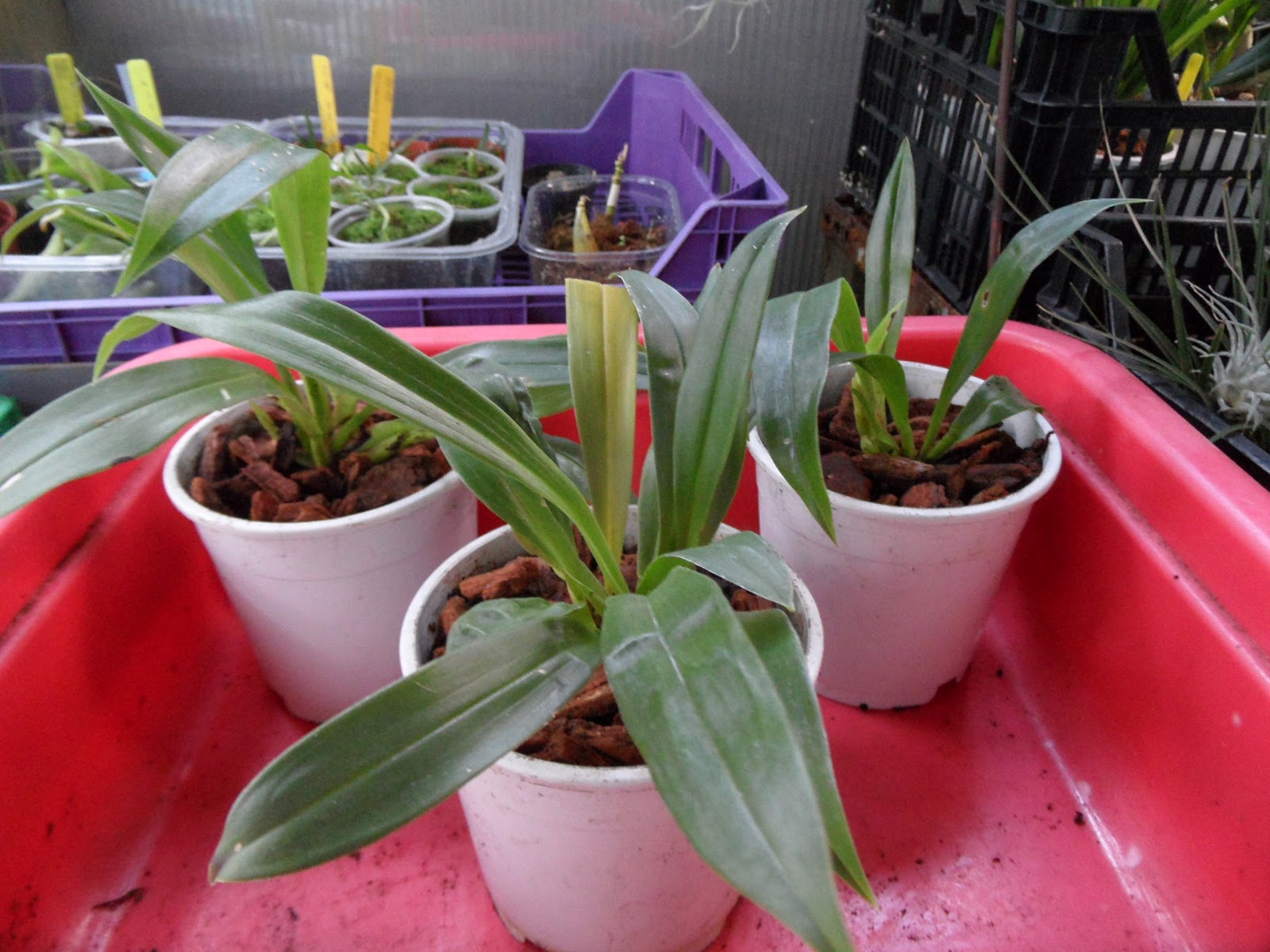 Orquídeas Blog de Angel Mar Chondrorhyncha lendyana (División de una